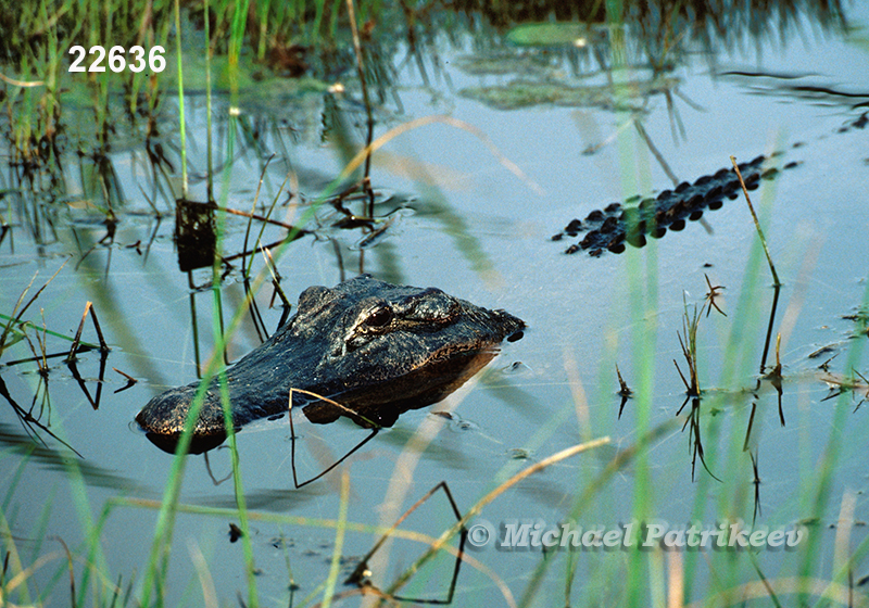 American Alligator (Alligator mississippiensis)